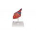 klasyczny model serca człowieka, 2 części - 3b smart anatomy - 1017800 [g08] 3b scientific modele anatomiczne 7